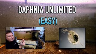 How I Raise Daphnia Water Fleas And You Can Too [upl. by Neale903]