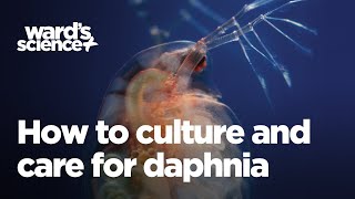 Caring and Culturing for Daphnia [upl. by Channing]