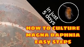 How to Culture Magna Daphnia Easily [upl. by Nevlin]