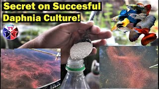 How to Culture Daphnia Successfully [upl. by Airamas]