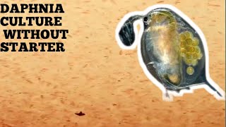 HOW TO CULTURE DAPHNIA NATURALLY WITHOUT A STARTER [upl. by Akenahs564]