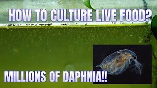 How to Culture Daphnia Secret Method to Breed MILLIONS  Simply Aquatic [upl. by Eillod524]