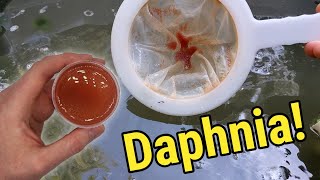 How I Culture Daphnia In Outdoor Tubs [upl. by Arther]