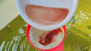 How to culture daphnia  Daphnia culture  How to grow daphnia outdoor [upl. by Prentiss]