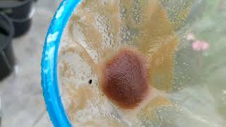 How to culture daphnia moina in a small container Part 1 English Subtitle [upl. by Soble866]