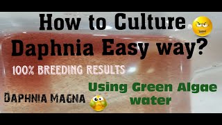 Daphnia MagnaHow to Culture Daphnia Easy wayCulturing Daphnia using Green water Daphnia [upl. by Nitsirk]