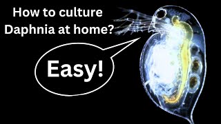 BEST Live Fish Food Beginner guide How to Culture Daphnia at home [upl. by Eidur283]