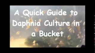 How to culture daphnia outside [upl. by Farika]