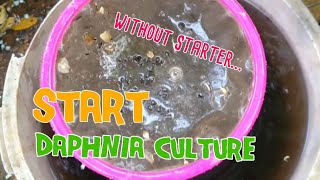 How to culture daphnia moina the easy way 1  Starting the Daphnia culture [upl. by Gherardi]