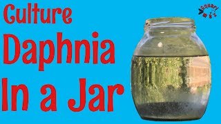 How to Culture Daphnia in a Jar [upl. by Enra]