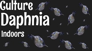 How to Culture Daphnia [upl. by Yrrap]