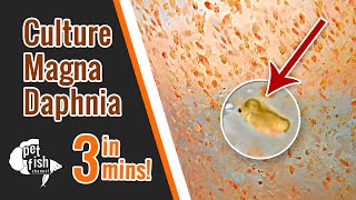 How to culture DAPHNIA MAGNA  The easy way [upl. by Sigismondo]