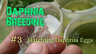 Daphnia Culture made simple and easy 3  Hatching Daphnia eggs [upl. by Naelcm473]