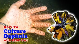 How to Culture Daphnia with ZERO Cost  Unlimited Live Food For Our Fish [upl. by Monetta283]