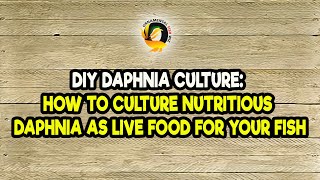 DIY Daphnia Culture How to Culture Nutritious Daphnia as Live Food for Your Fish [upl. by Lochner5]