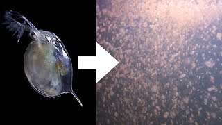 How I Culture Daphnia [upl. by Arturo]