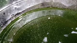 DAPHNIA MOINA CULTURE IN A SMALL BUCKET [upl. by Lienaj]