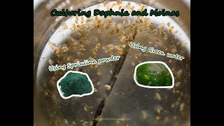 How To Culture Daphnia and Moinas using Green Water Spirulina powder [upl. by Ahsiemal849]