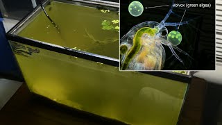 Raising Daphnia for the Freshwater Aquarium [upl. by Mojgan]