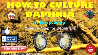 HOW TO CULTURE DAPHNIA In Easy Way [upl. by Enegue181]